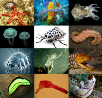 Echinoderm, Cnidaria, Tardigrade, Flatworm, Sponge, Arthropod, Bryozoa, Acanthocephala, Mollusc, Annelid, Vertebrate, Tunicate