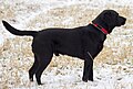 Black labrador retriever standing