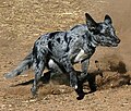 Blue merle koolie dog standing
