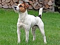 Jack russel terrier dog standing