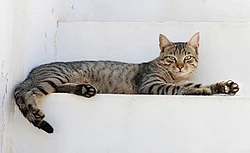 Tabby cat laying on a ledge
