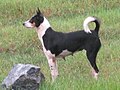 Basenji dog standing