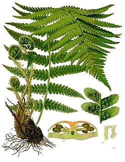 Fern