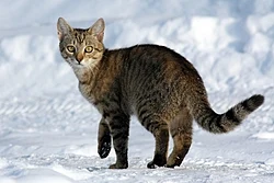 Tabby cat on the snow