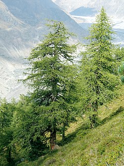 European larch trees