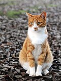 Orange taby cat sitting on fallen leaves