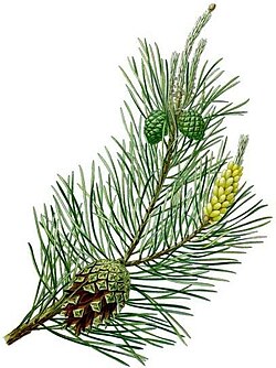 Conifer