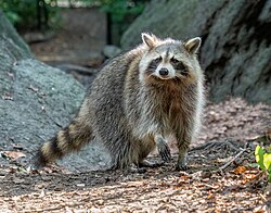 Eastern raccoon, Central Park in New York City