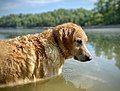 Retriever dog standing in water