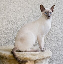 Siamese cat sitting