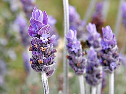 Lavender flowers with bracts