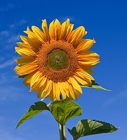 Sunflower on sky background