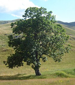 Common ash tree